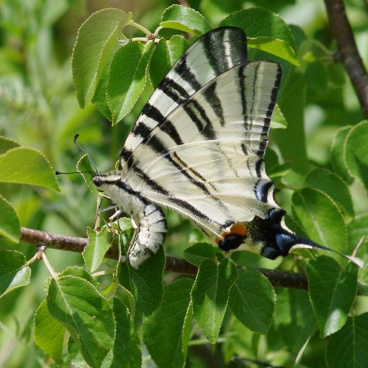 Iphiclides podalirius.