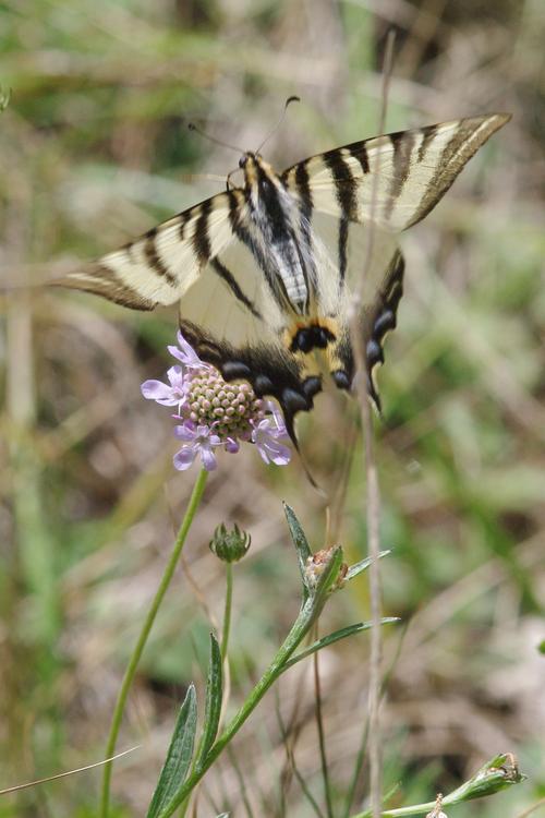 Iphiclides podalirius.