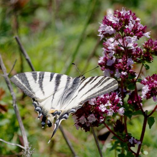 Iphiclides podalirius.