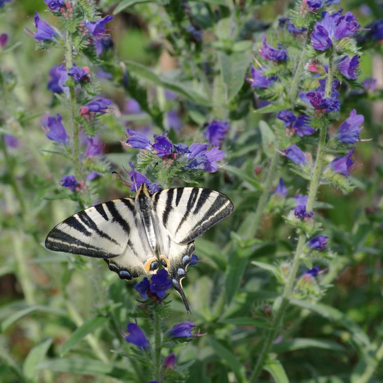 Iphiclides podalirius.