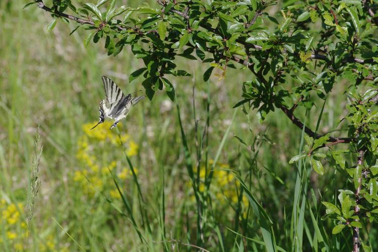 Iphiclides podalirius.