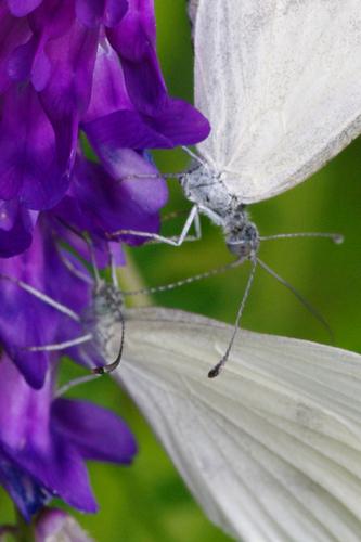 Leptidea sp..