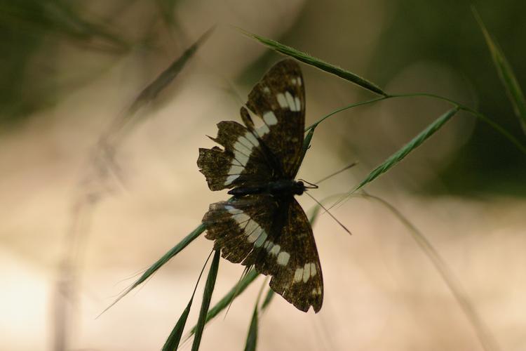 Limenitis camilla.