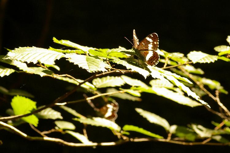 Limenitis camilla.