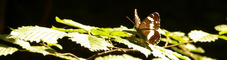 Limenitis camilla.