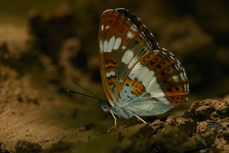 Limenitis camilla.