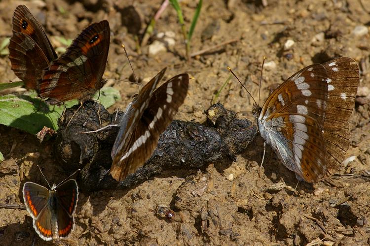 Limenitis camilla.