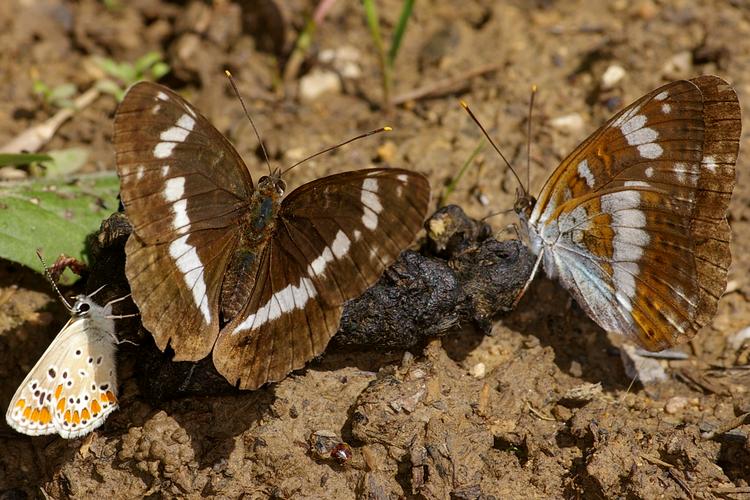 Limenitis camilla.