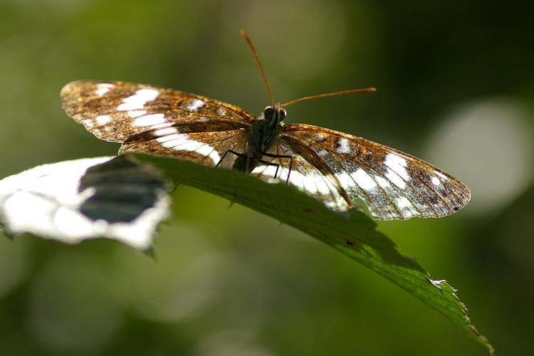 Limenitis camilla.