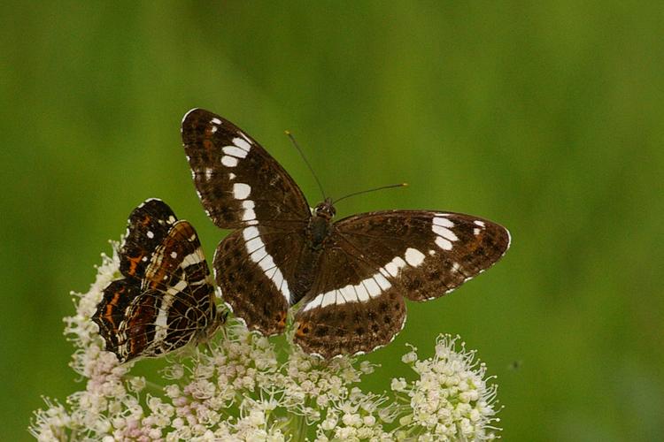 Araschnia levana et Limenitis camilla.