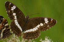 Limenitis camilla.