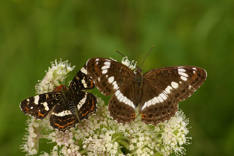 Araschnia levana et Limenitis camilla.