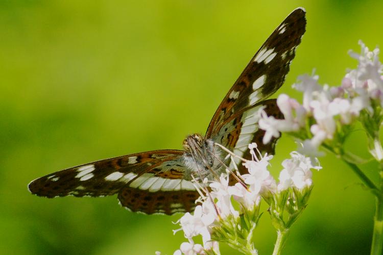 Limenitis camilla.