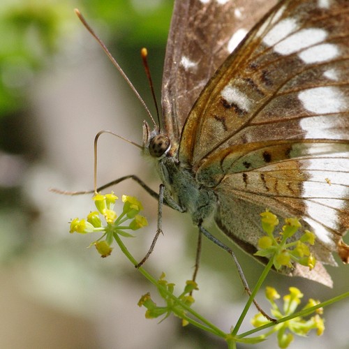 Limenitis camilla.