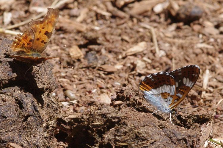 Limenitis camilla.