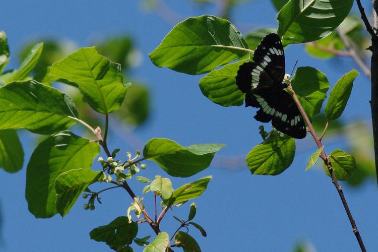 Limenitis camilla.