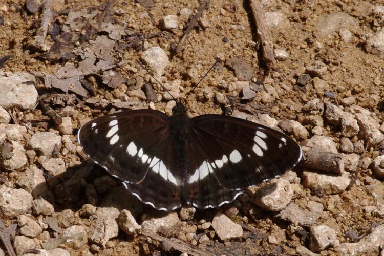 Limenitis camilla.