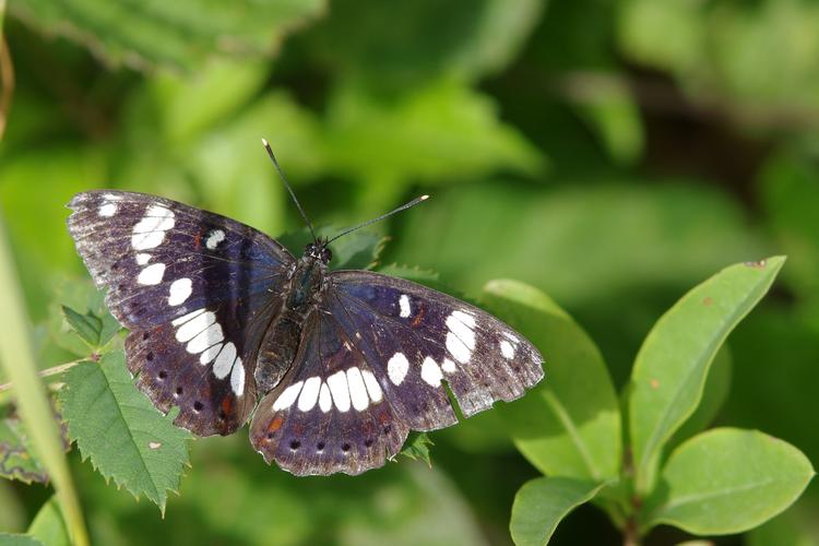 Limenitis reducta.