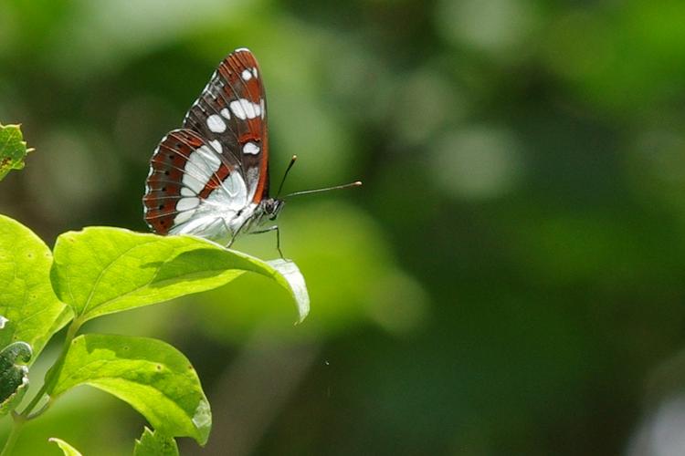 Limenitis reducta.