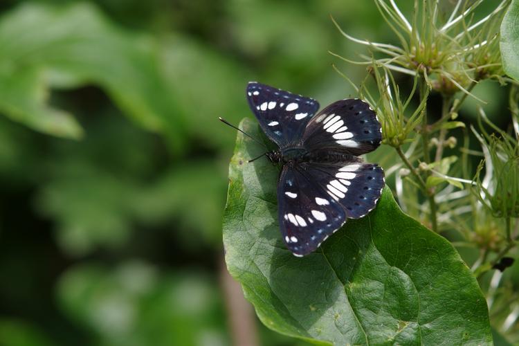 Limenitis reducta.