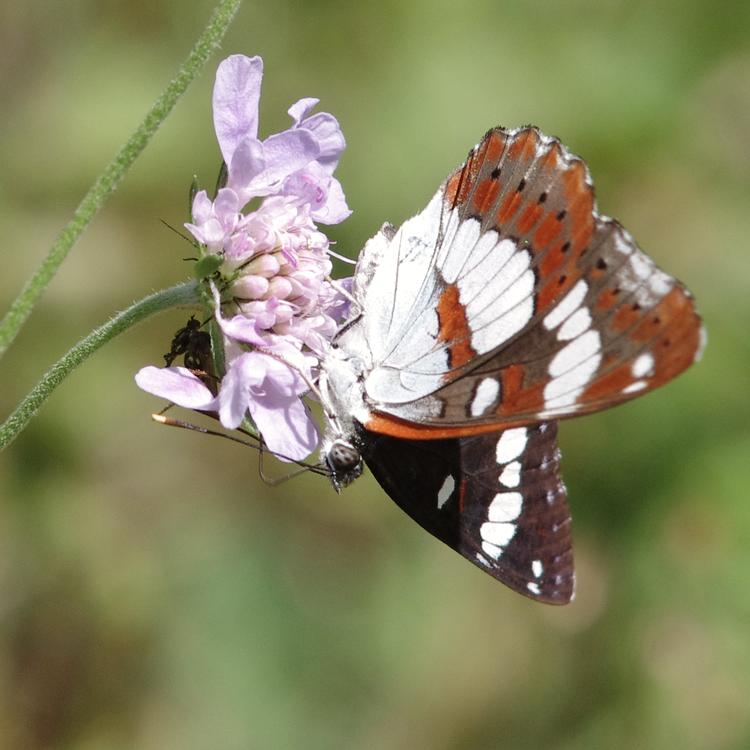 Limenitis reducta.