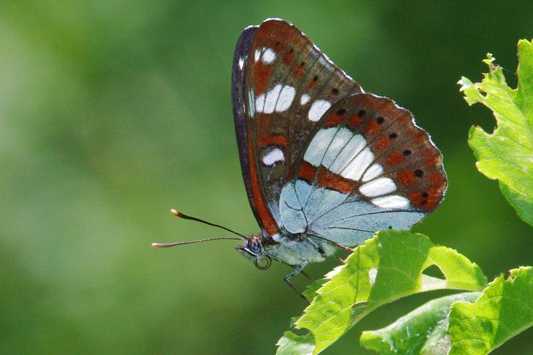 Limenitis reducta.