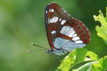 Limenitis reducta.