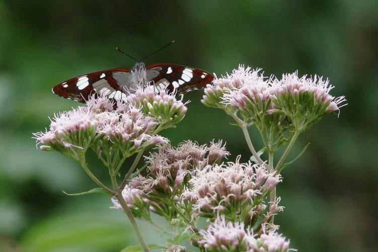 Limenitis reducta.