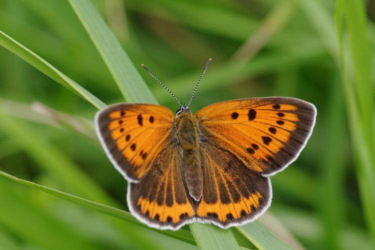 Lycaena dispar.