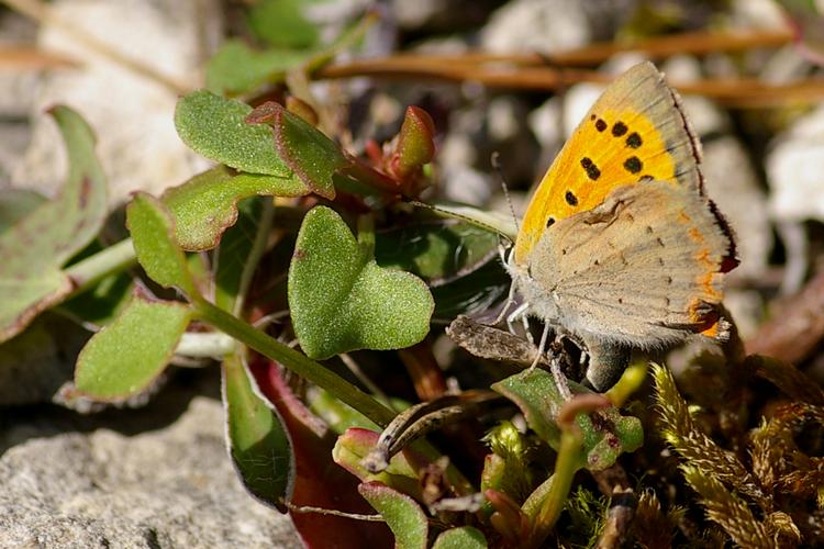 Lycaena phlaeas.