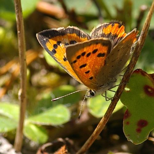 Lycaena phlaeas.