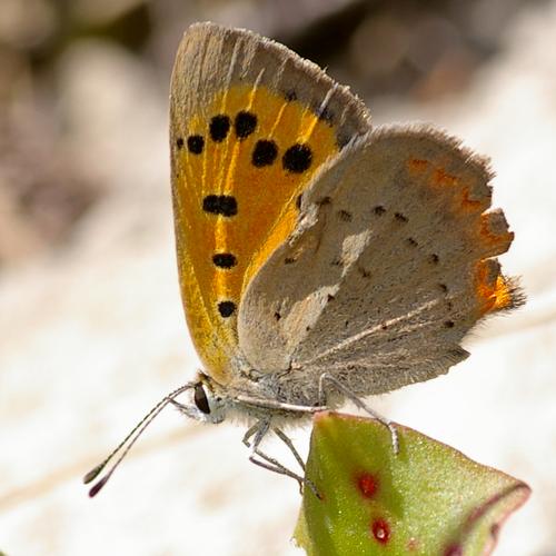 Lycaena phlaeas.