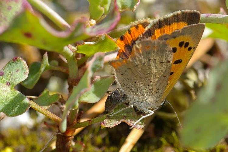 Lycaena phlaeas.