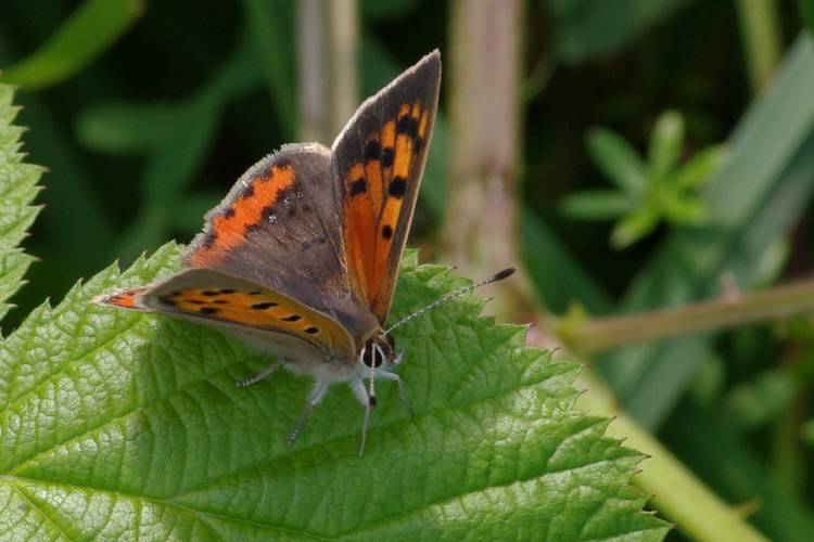 Lycaena phlaeas.