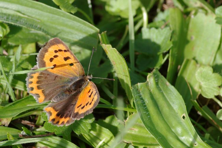 Lycaena phlaeas.