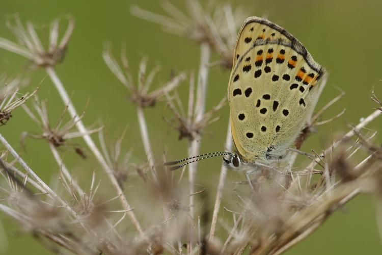 Lycaena tityrus.