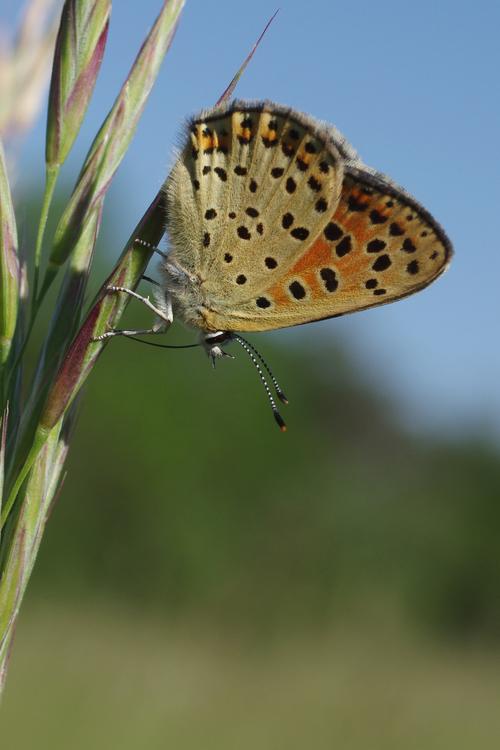 Lycaena tityrus.