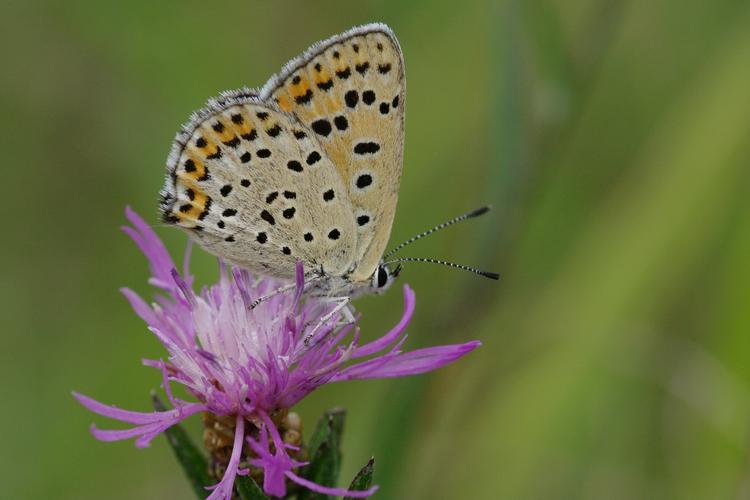 Lycaena tityrus.