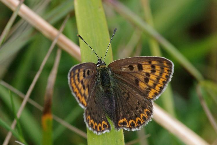 Lycaena tityrus.