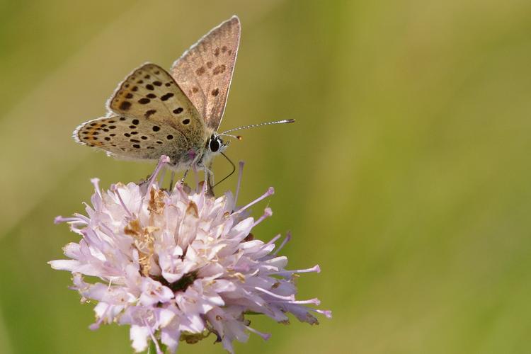 Lycaena tityrus.