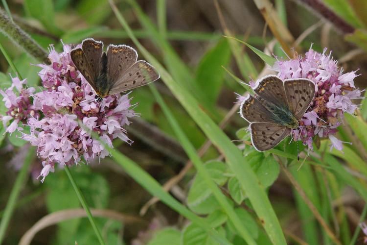 Lycaena tityrus.