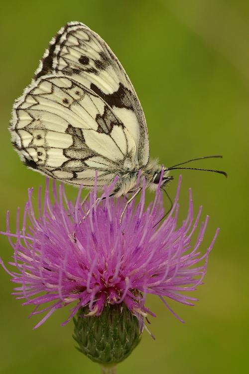 Melanargia galathea.