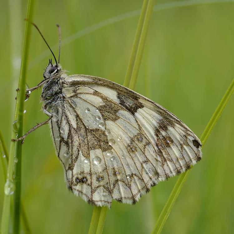 Melanargia galathea.