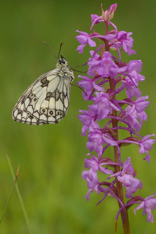 Melanargia galathea.