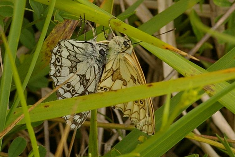 Melanargia galathea.