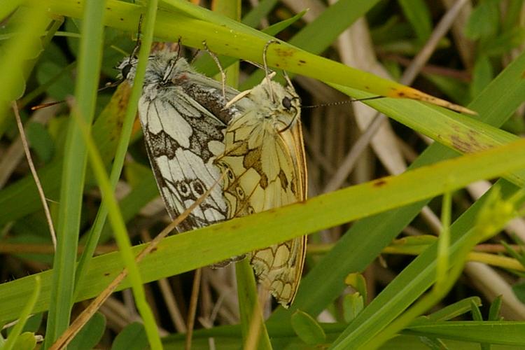 Melanargia galathea.