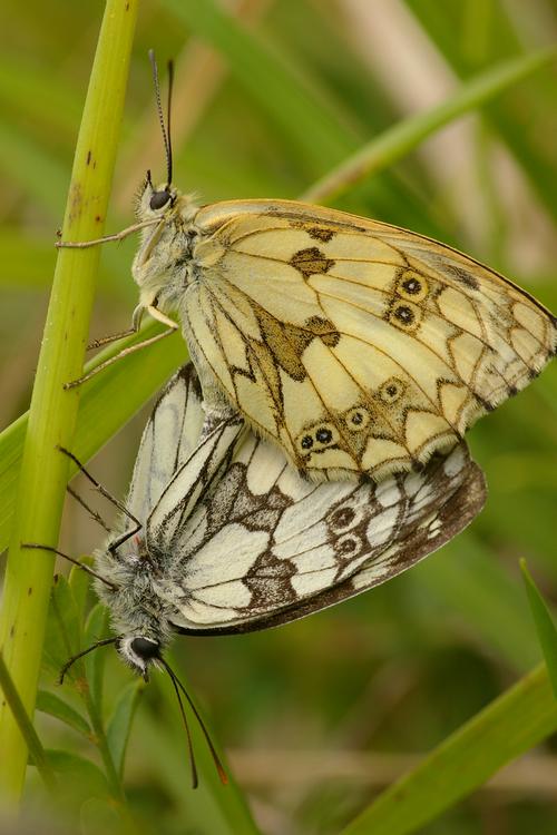 Melanargia galathea.