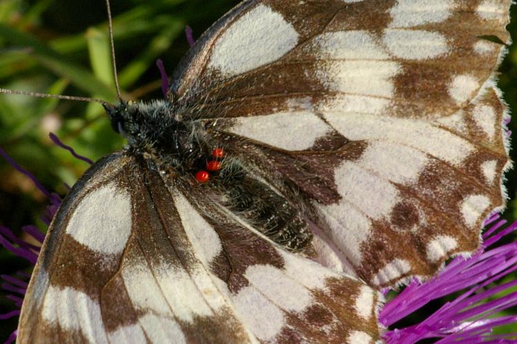 Trombidium sur Melanargia galathea.