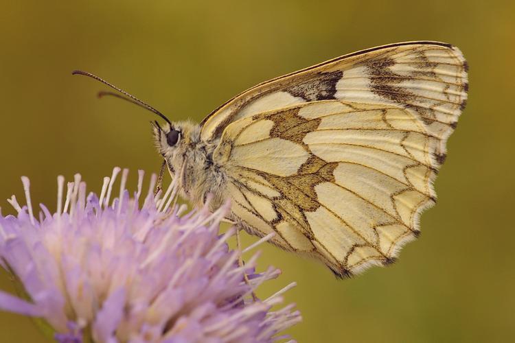 Melanargia galathea.