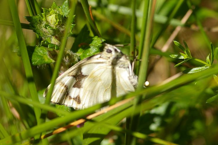 Melanargia galathea.